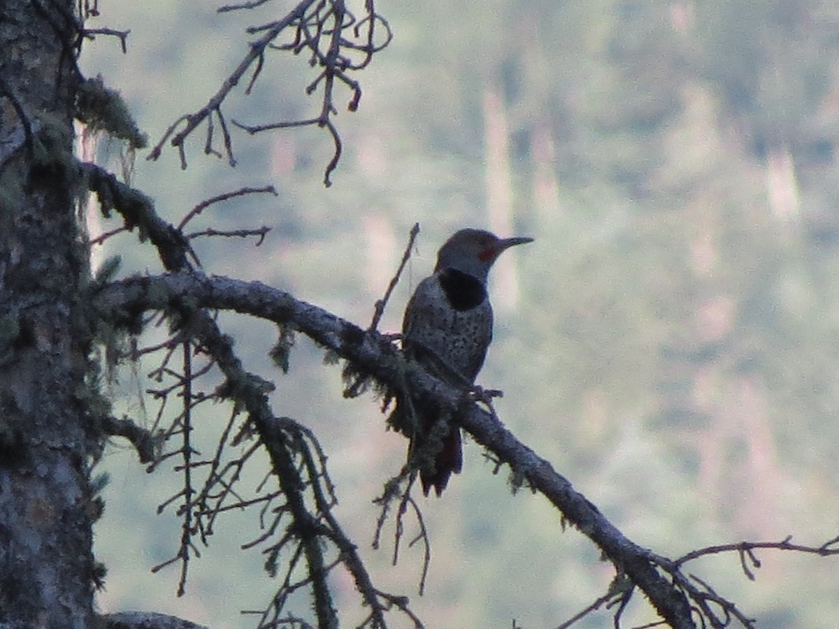 Northern Flicker (Red-shafted) - BEN BAILEY