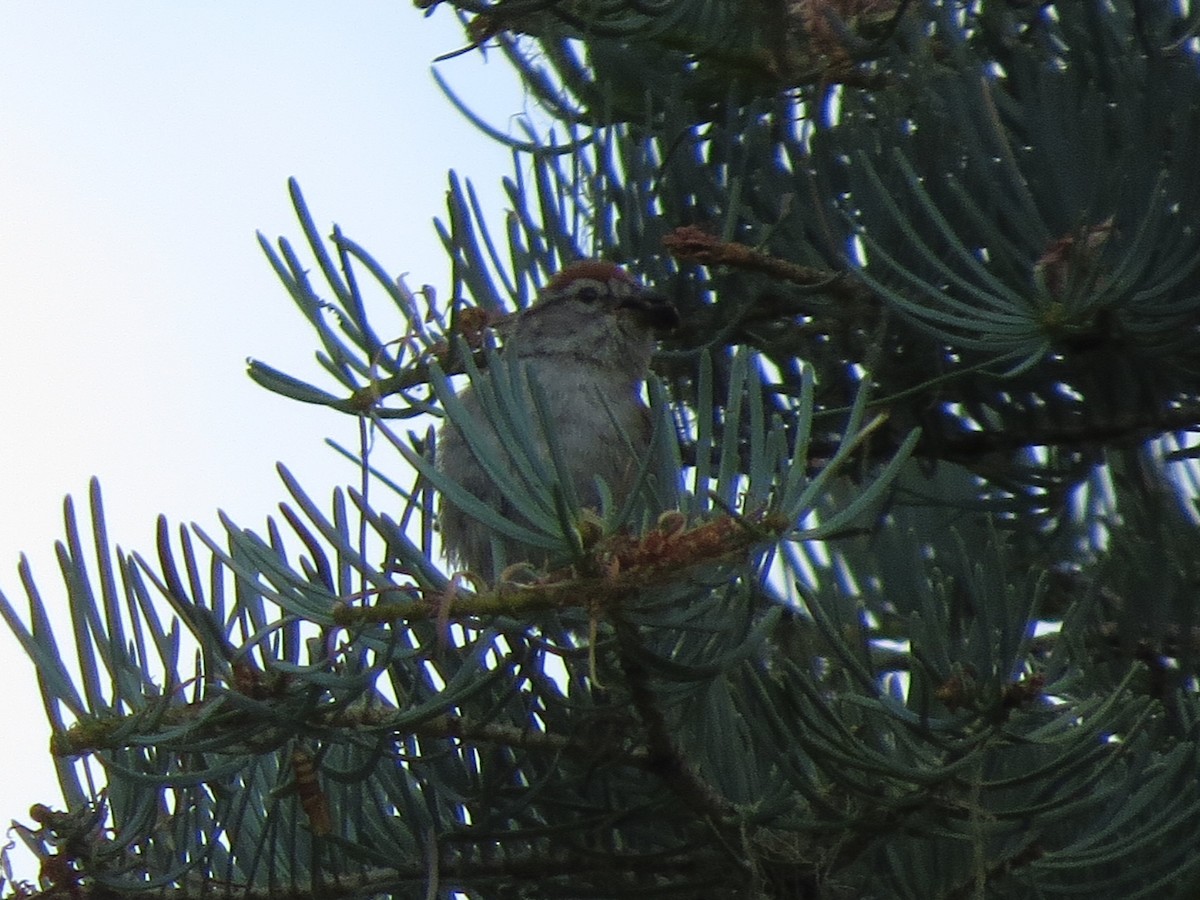 Chipping Sparrow - ML107109411