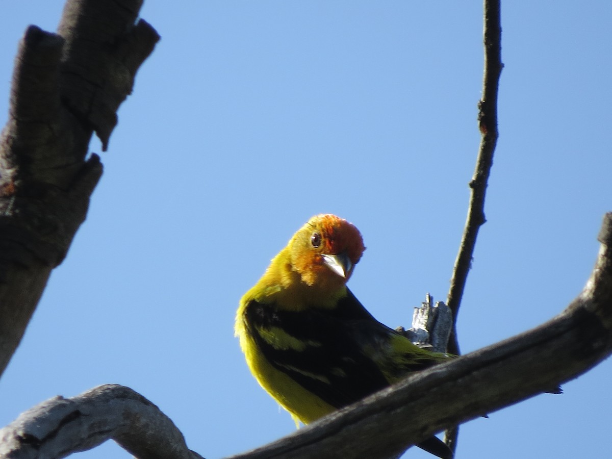Western Tanager - ML107109531