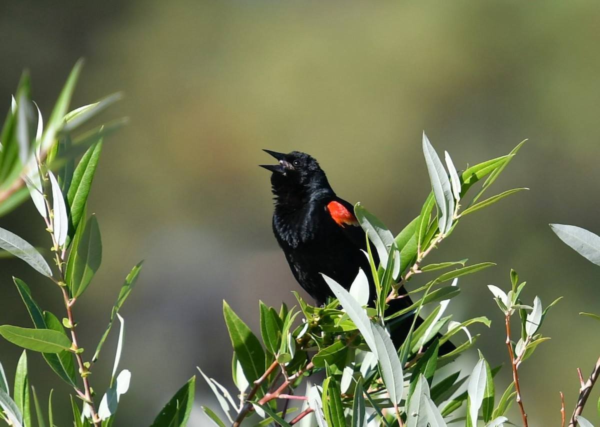 Red-winged Blackbird - Mary McSparen