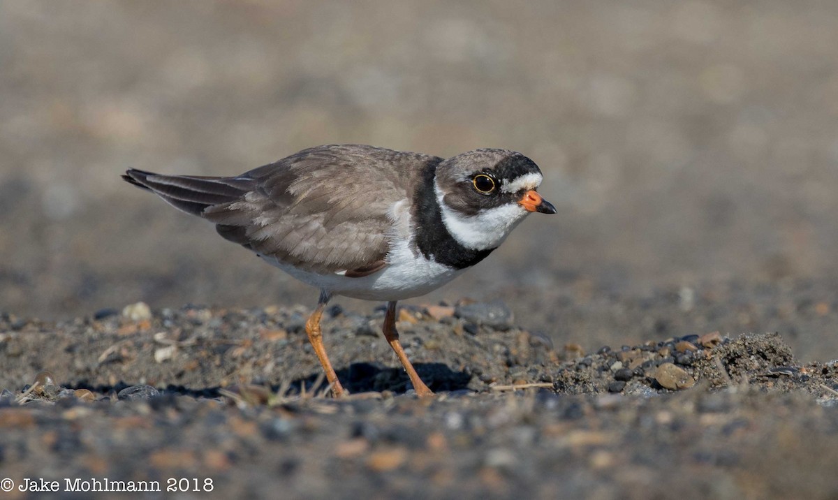 Semipalmated Plover - ML107110581