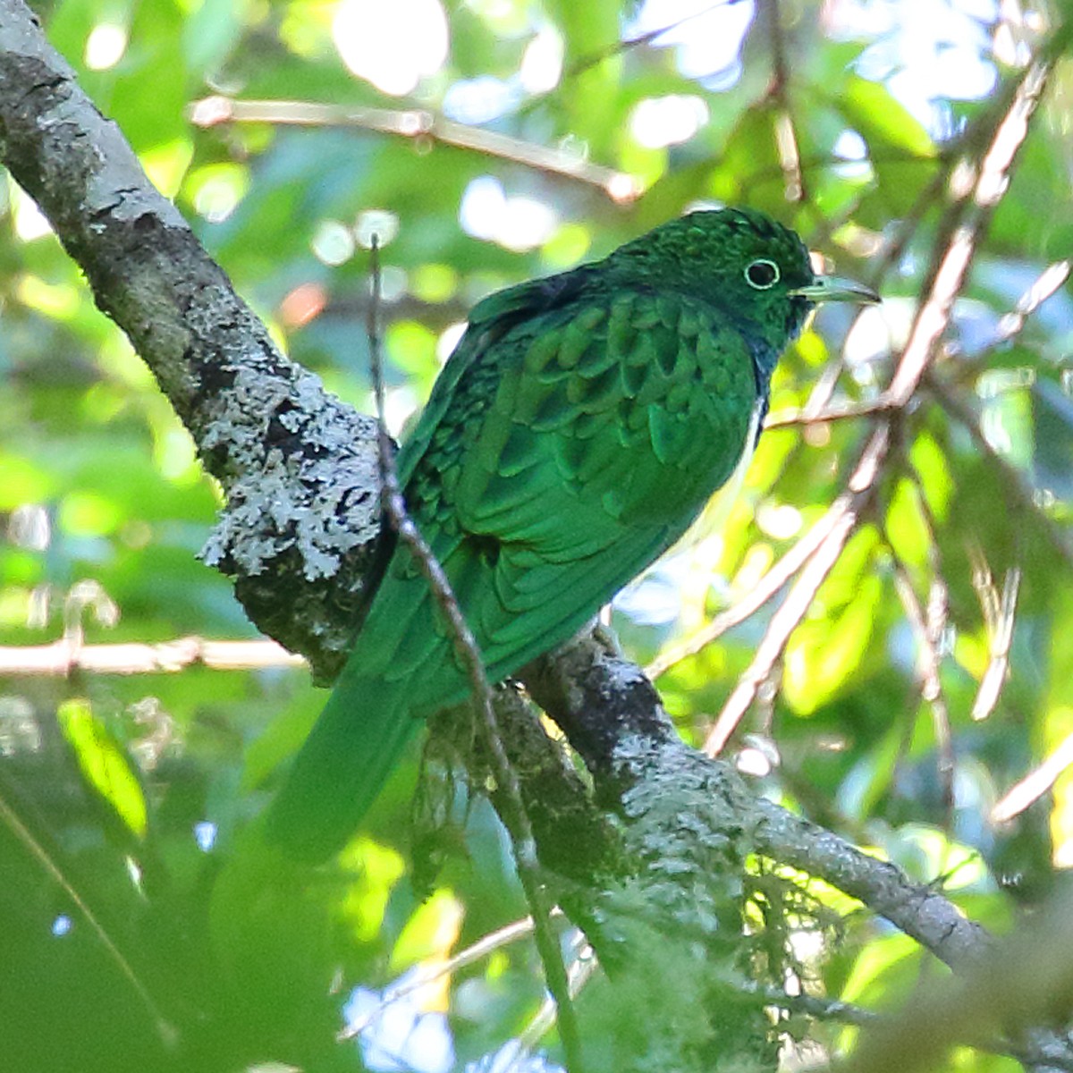 African Emerald Cuckoo - Dan Vickers