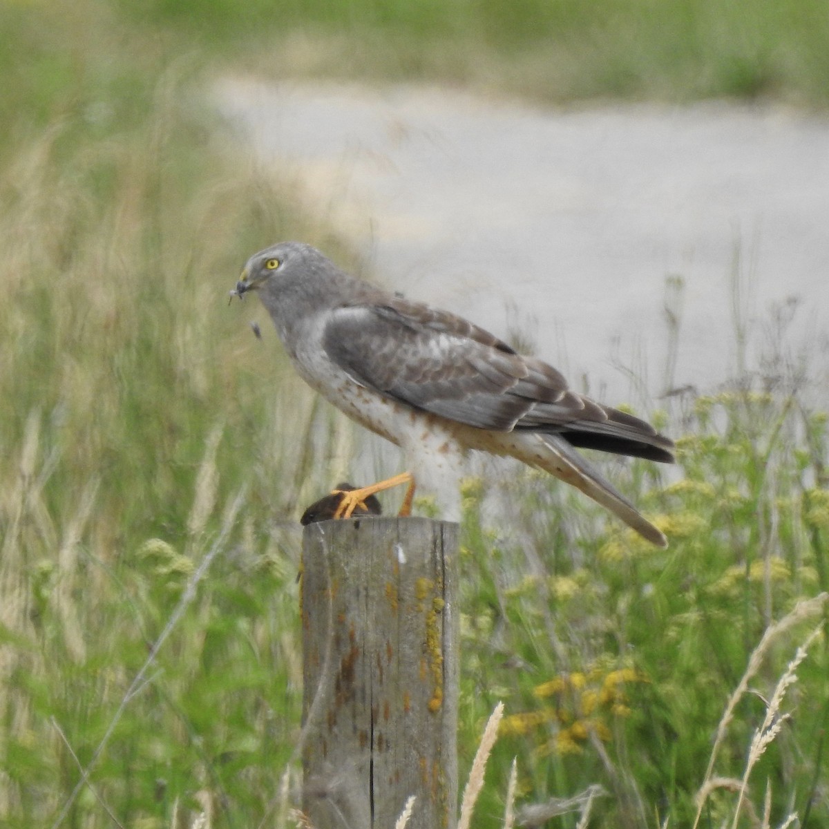 Northern Harrier - Tom Myers