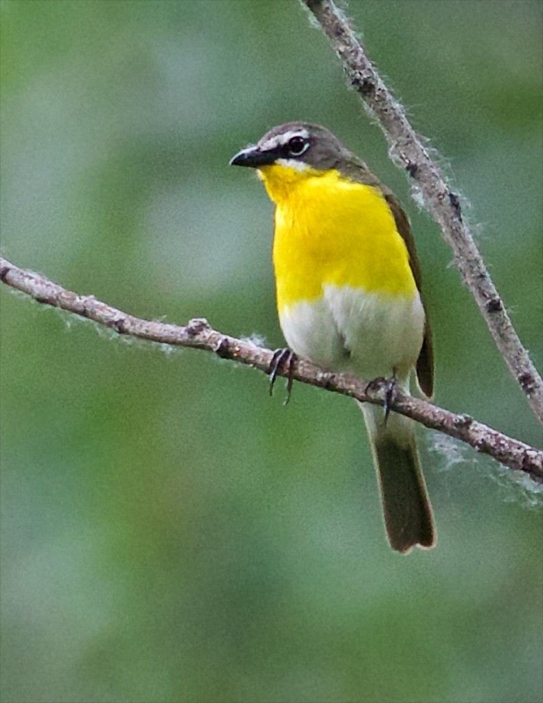 Yellow-breasted Chat - Ed Harper