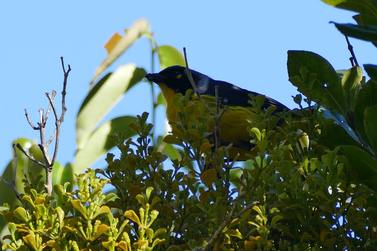Black-cheeked Mountain Tanager - ML107116781