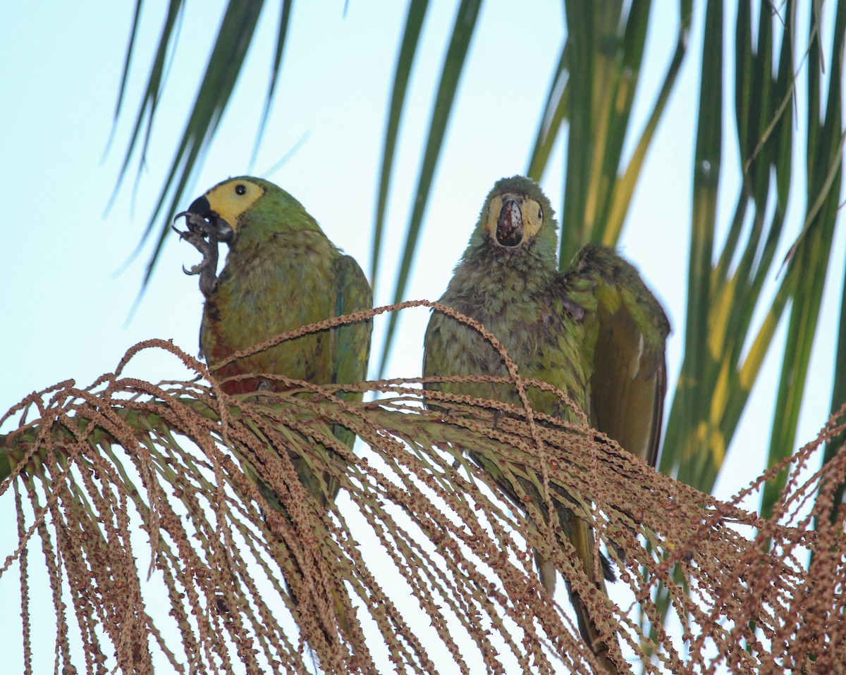 Red-bellied Macaw - ML107117721