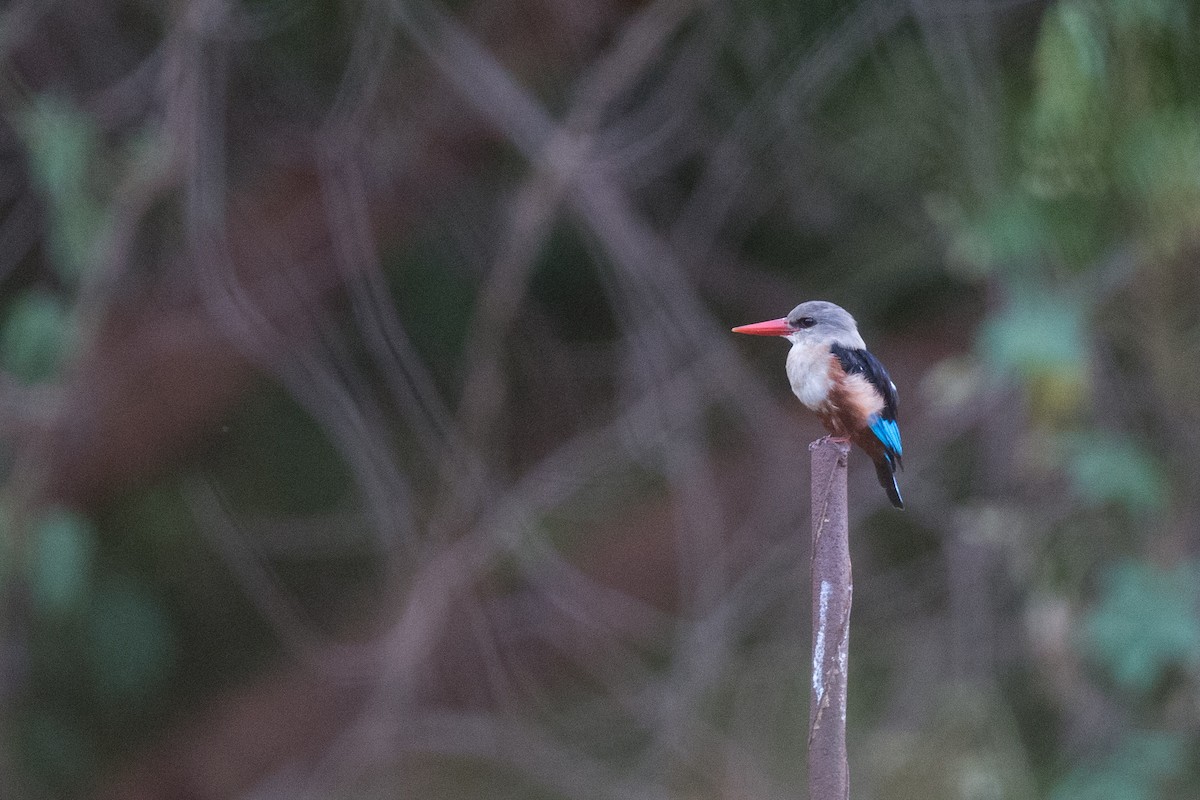 Gray-headed Kingfisher - Chris Wood