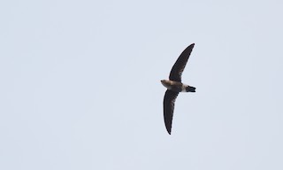  - Mottled Spinetail