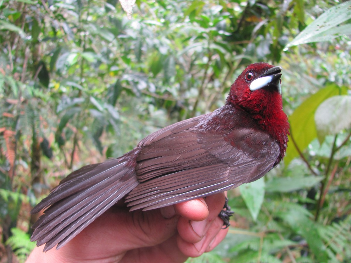Silver-beaked Tanager - ML107122081
