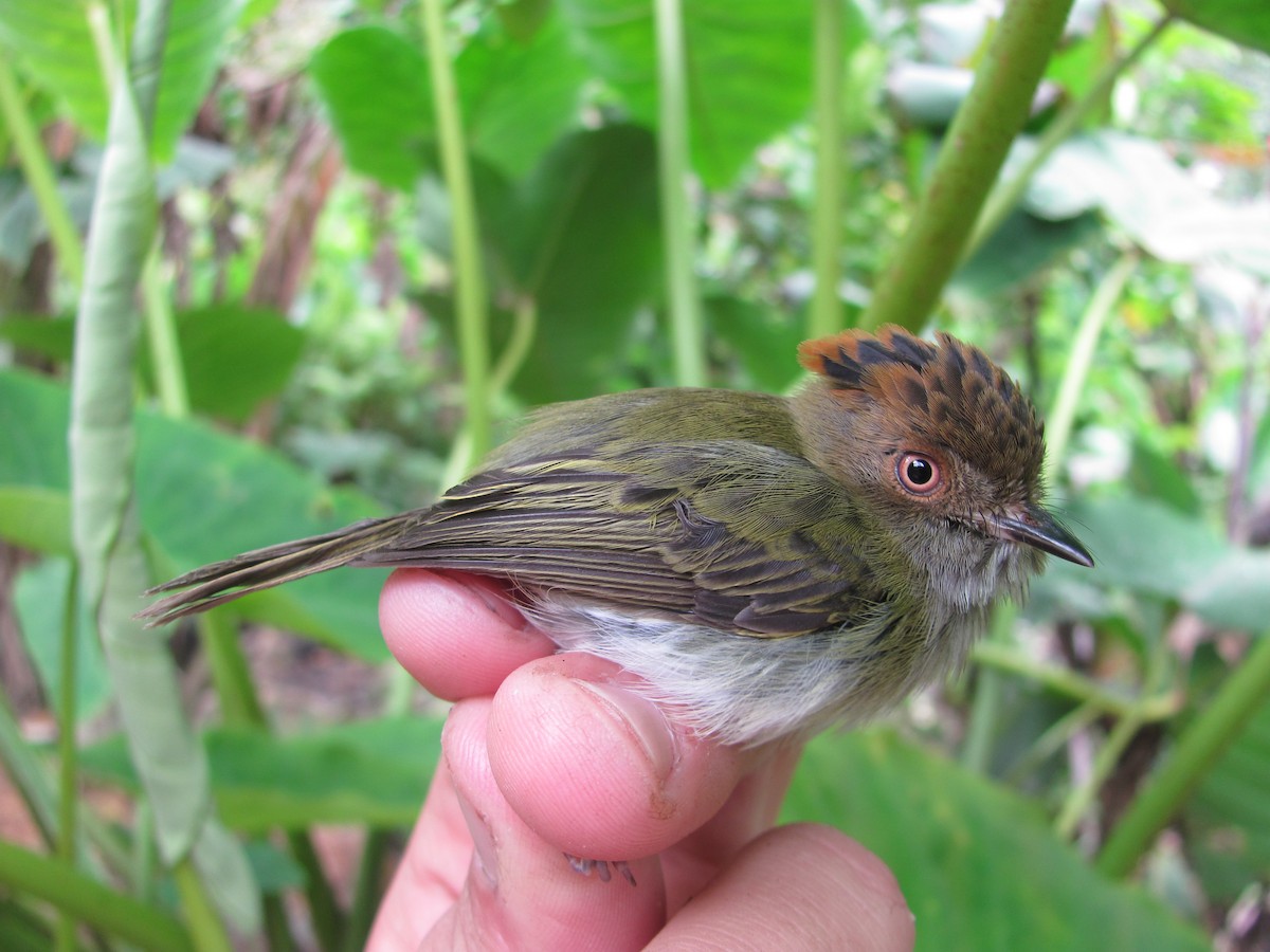 Scale-crested Pygmy-Tyrant - ML107122501