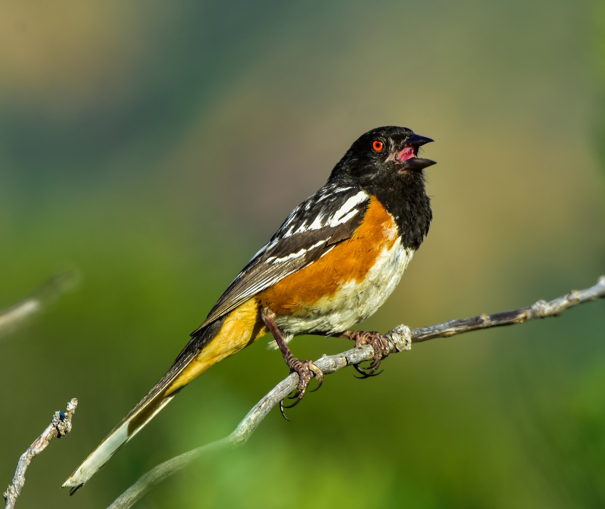 Spotted Towhee - ML107123621