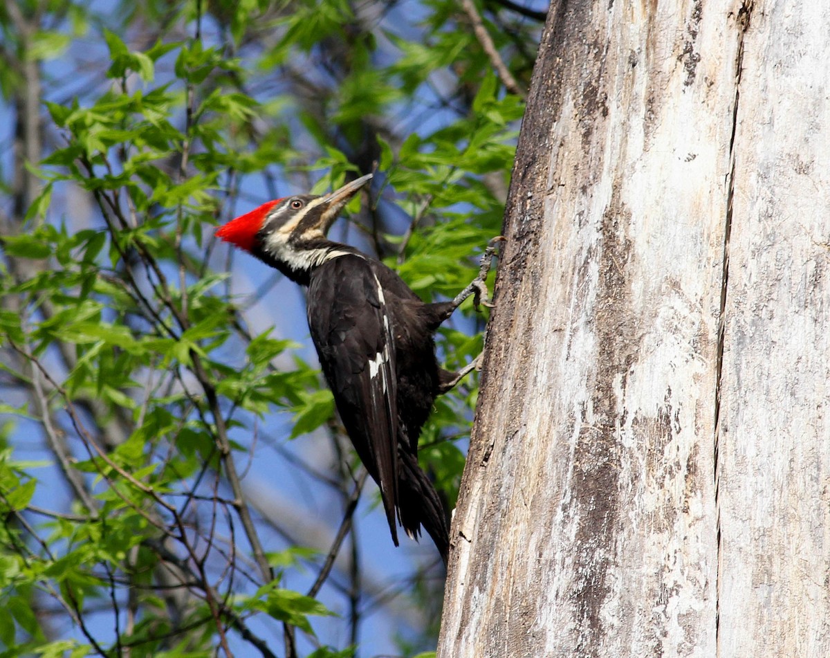 Pileated Woodpecker - Gary Graves