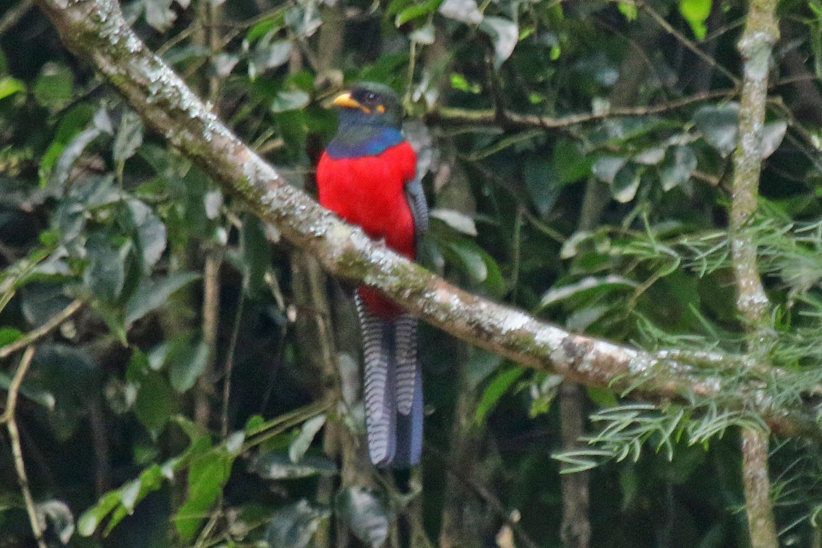 Bar-tailed Trogon - Joan and/or George Sims