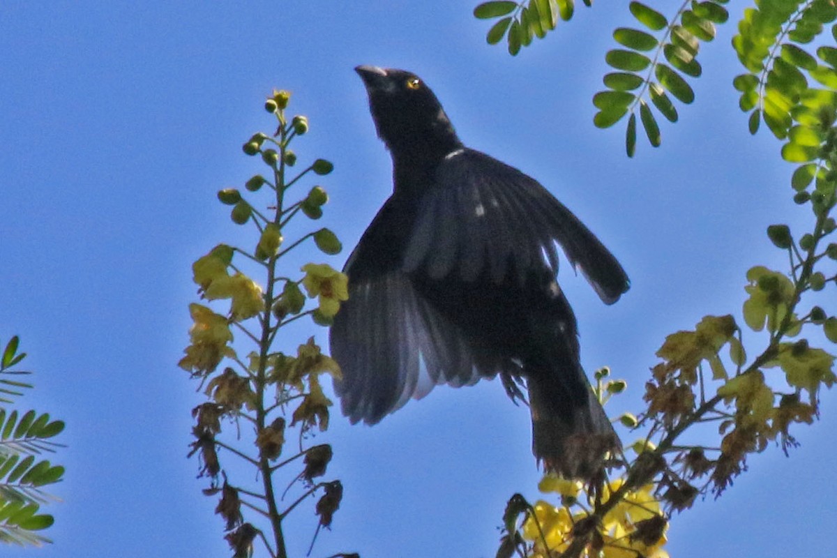 Vieillot's Black Weaver - Joan and/or George Sims