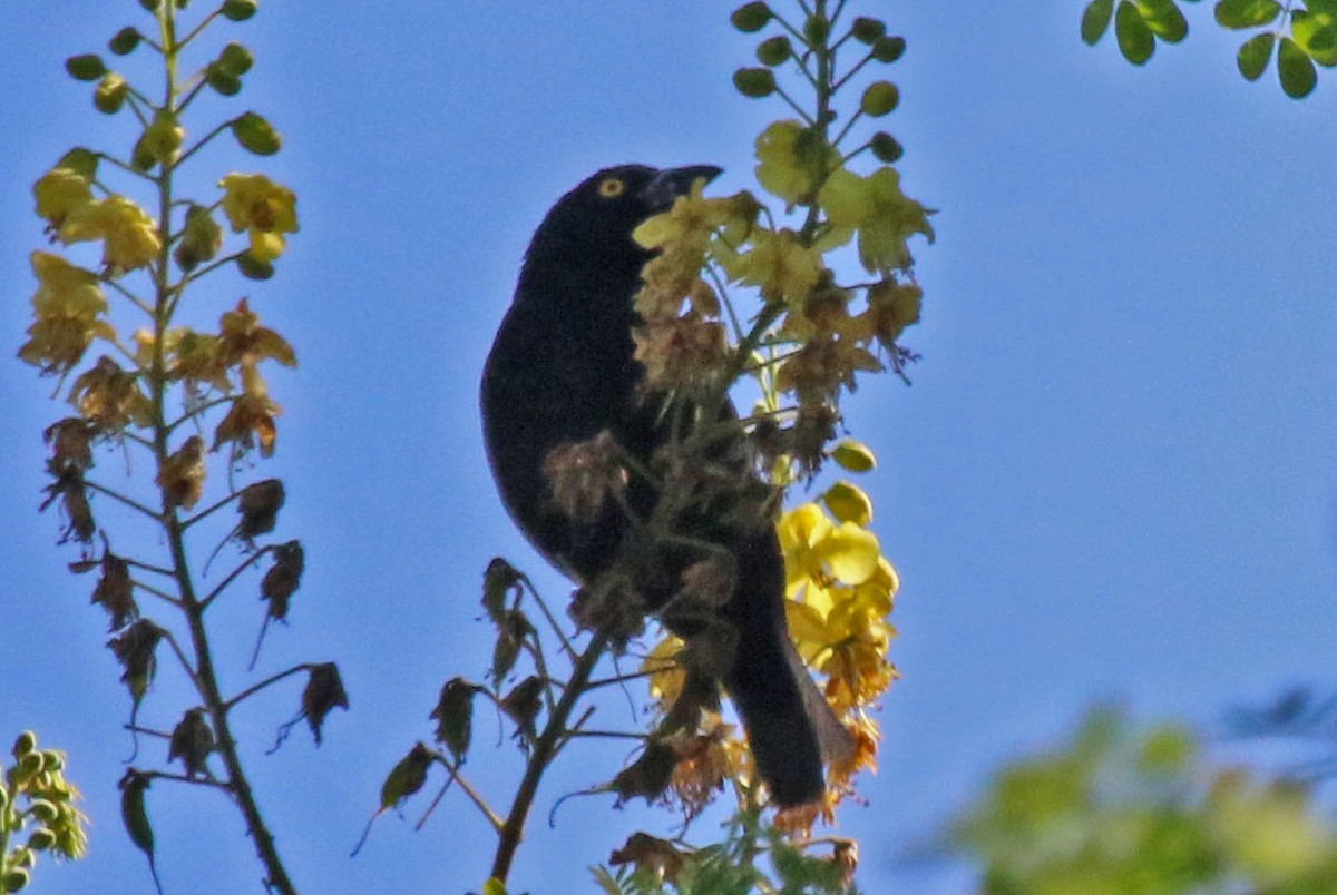 Vieillot's Black Weaver - Joan and/or George Sims