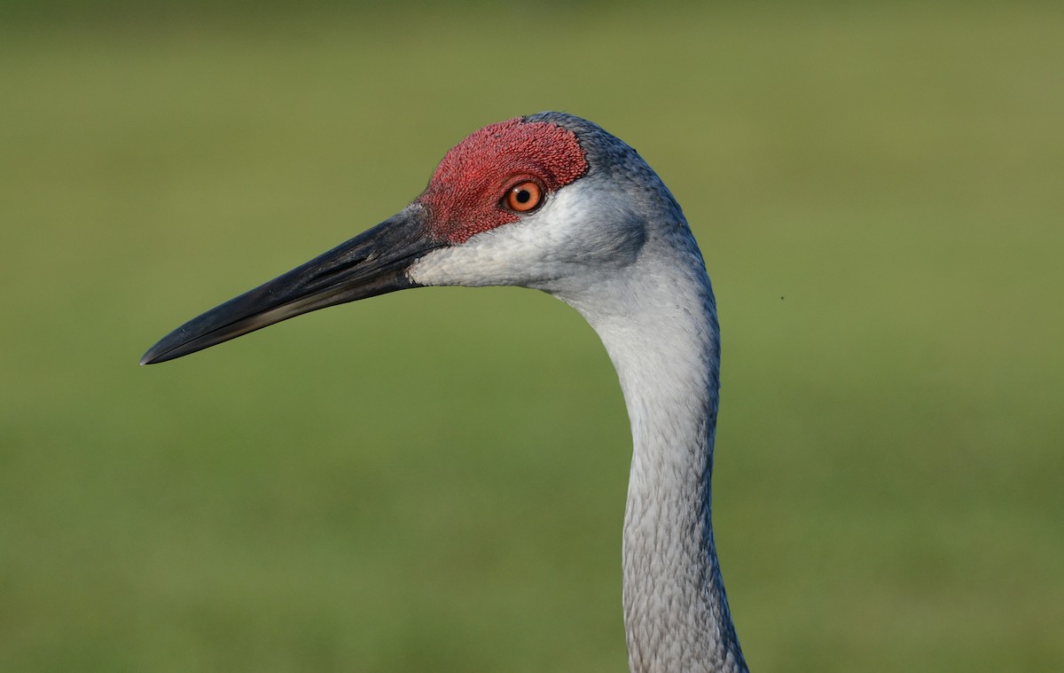 Greater Sandhill Cranes in Washington eBird Pacific Northwest