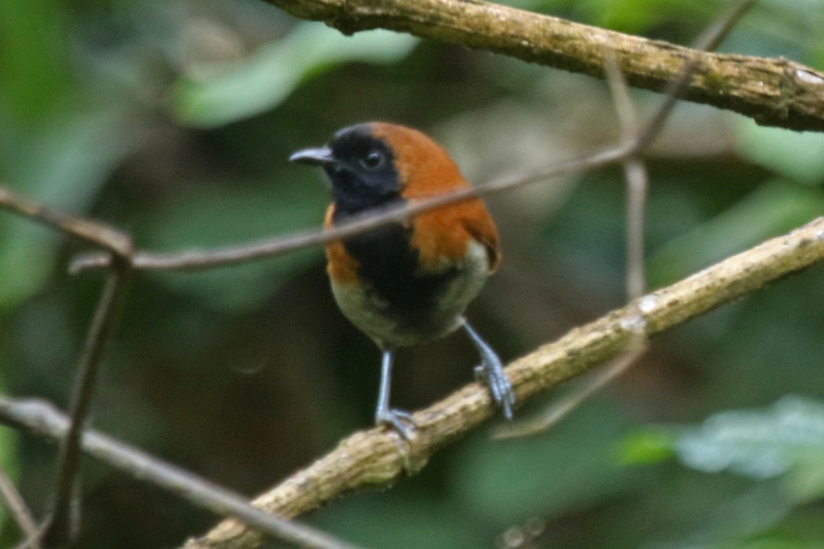 Black-faced Rufous-Warbler - Joan and/or George Sims