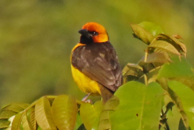 Black-necked Weaver - Joan and/or George Sims