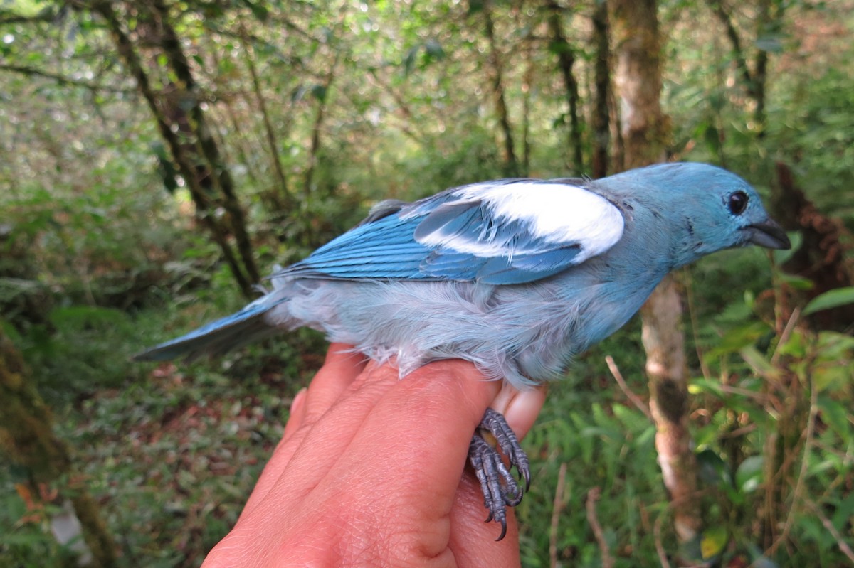 Blue-gray Tanager - ML107129161