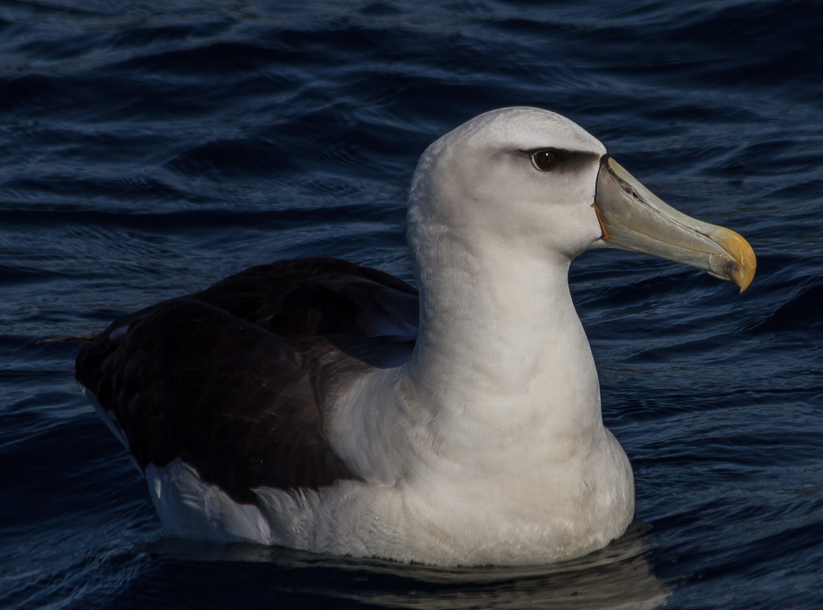 White-capped Albatross - Trevor Sleight