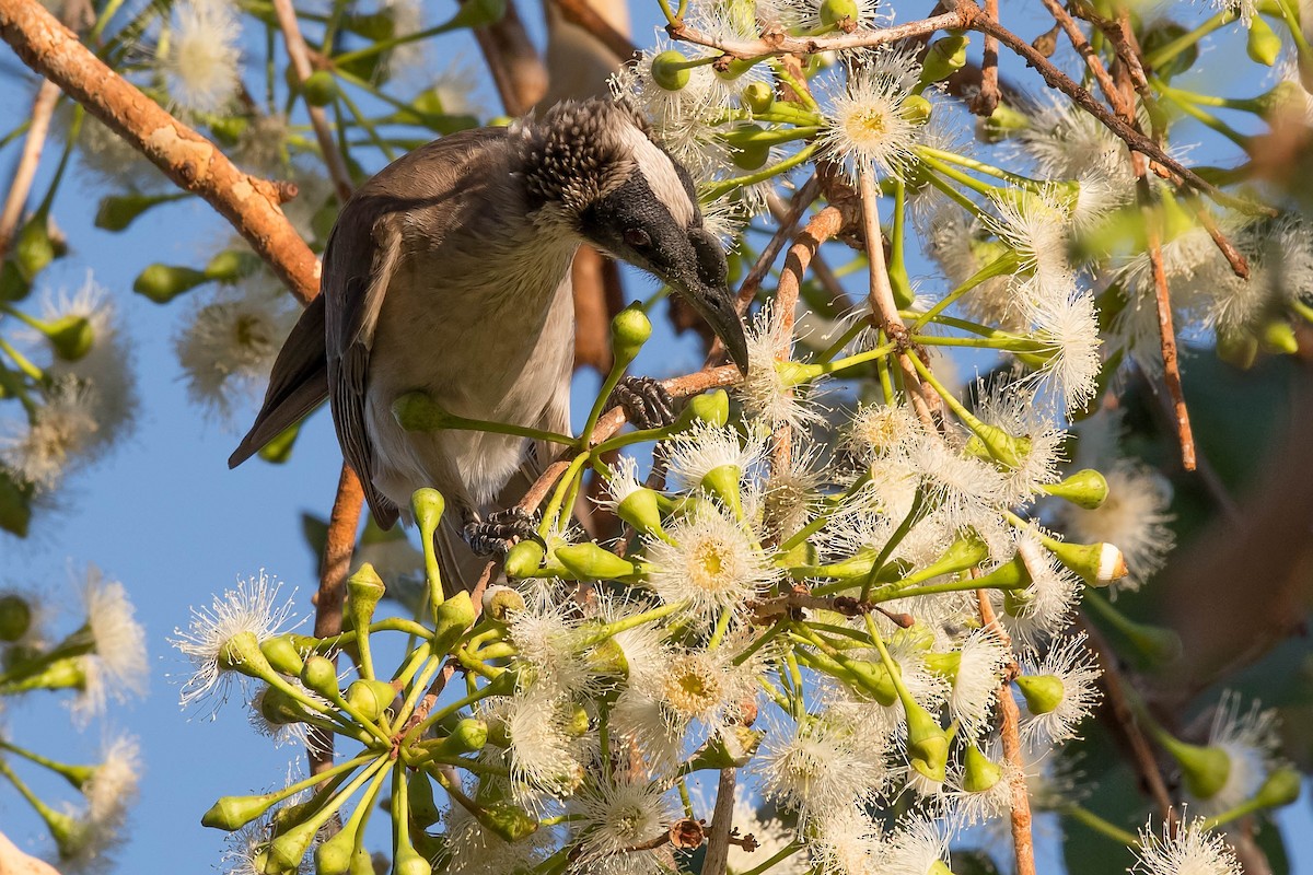 Silver-crowned Friarbird - ML107130931