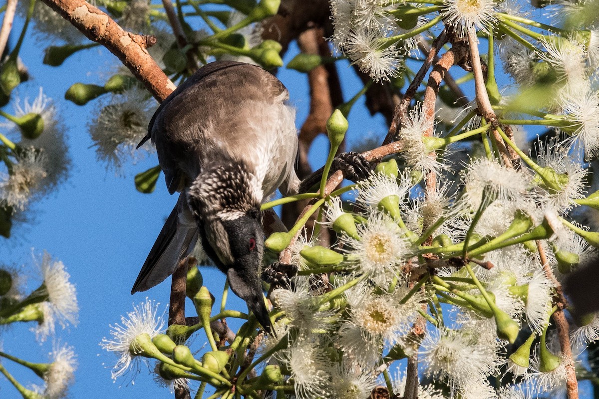 Silver-crowned Friarbird - ML107130951