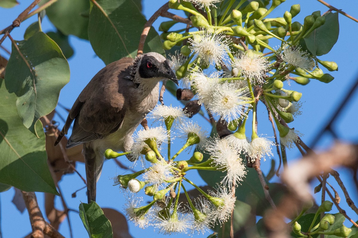 Silver-crowned Friarbird - ML107130971