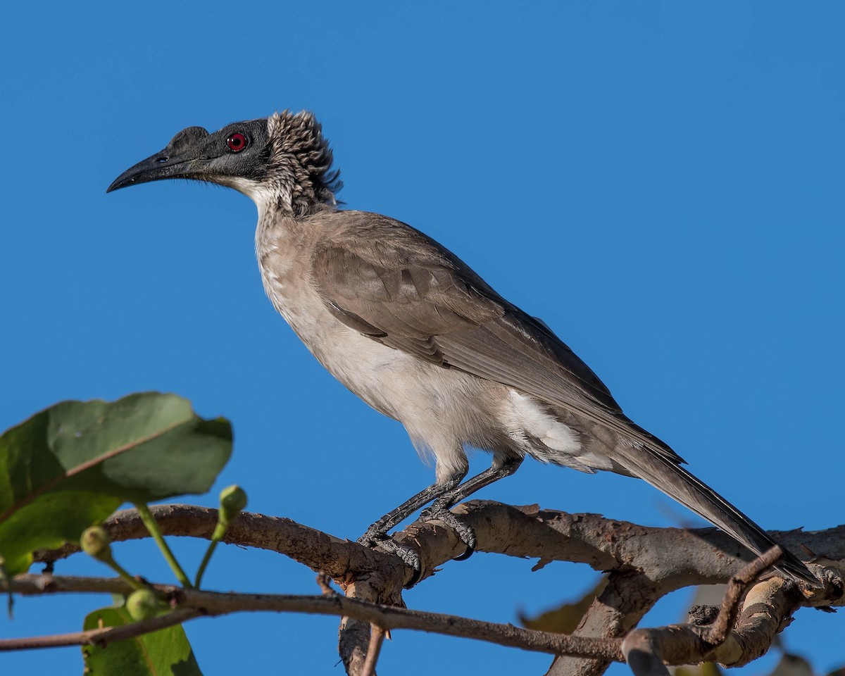 Silver-crowned Friarbird - Terence Alexander