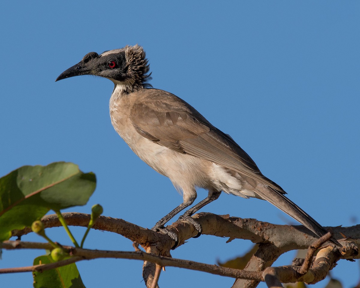 Silver-crowned Friarbird - Terence Alexander
