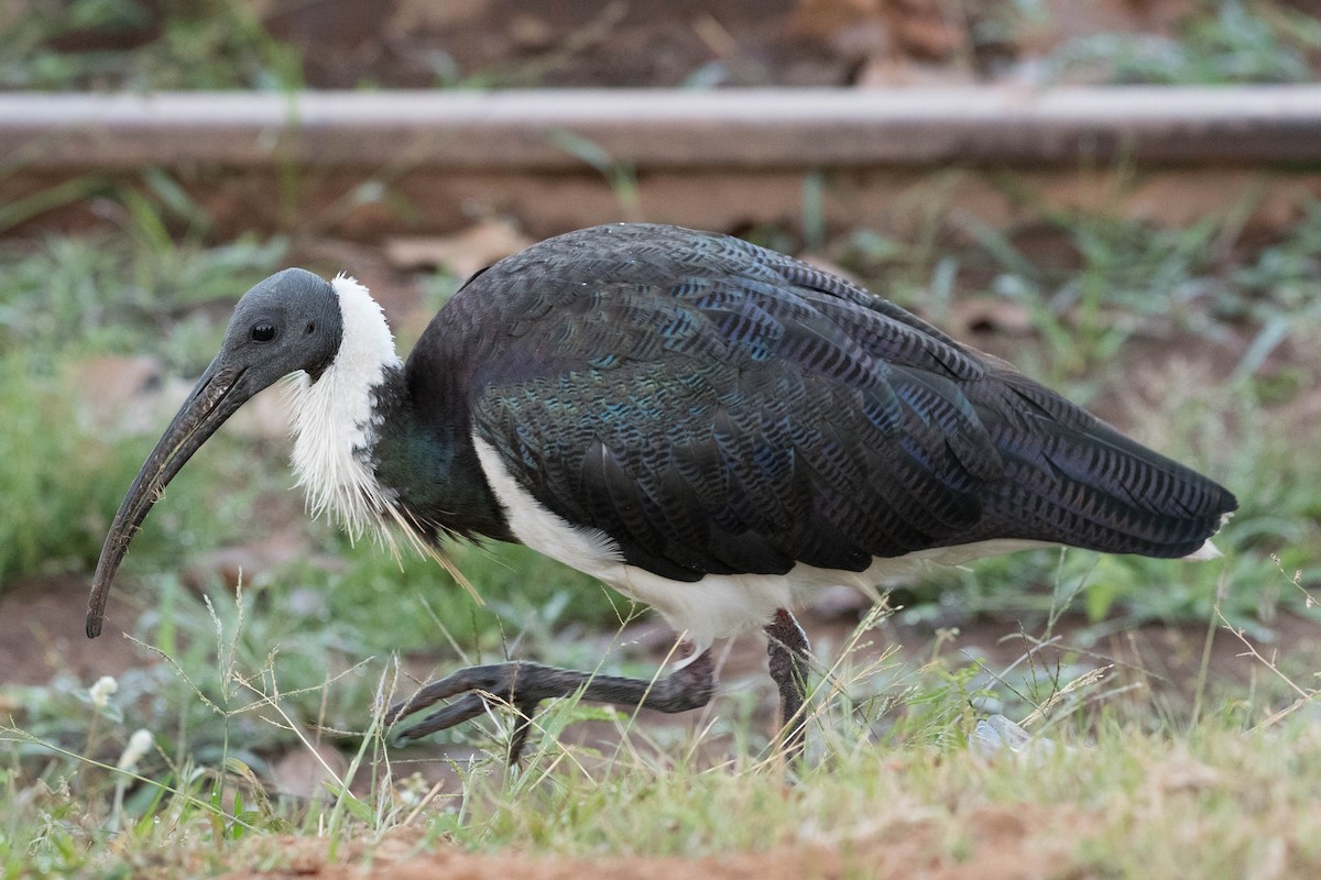 Straw-necked Ibis - Terence Alexander
