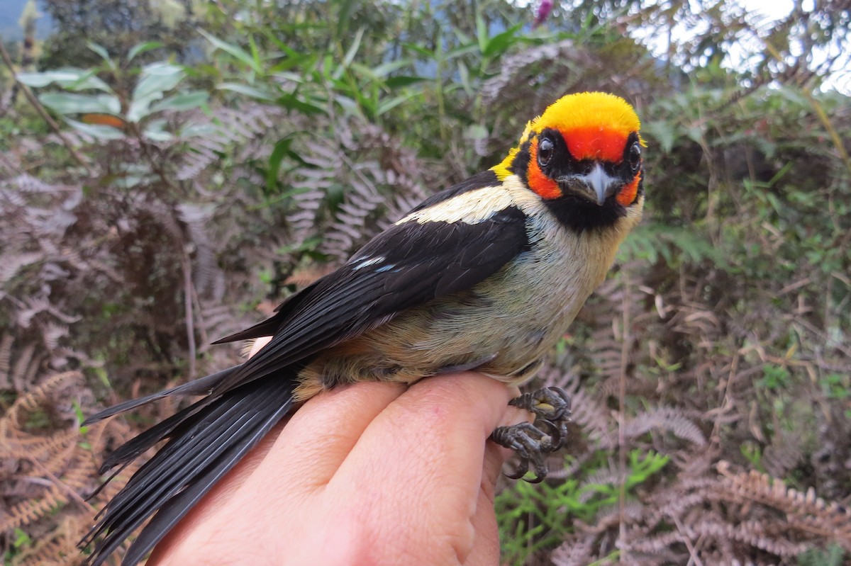 Flame-faced Tanager - ML107131971