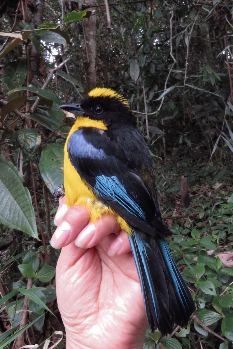 Blue-winged Mountain Tanager - Sonia Salazar
