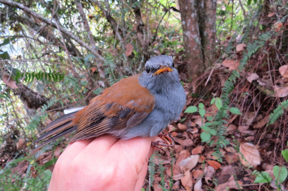 Andean Solitaire - ML107132271