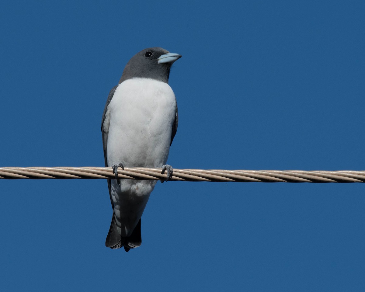 White-breasted Woodswallow - ML107132521