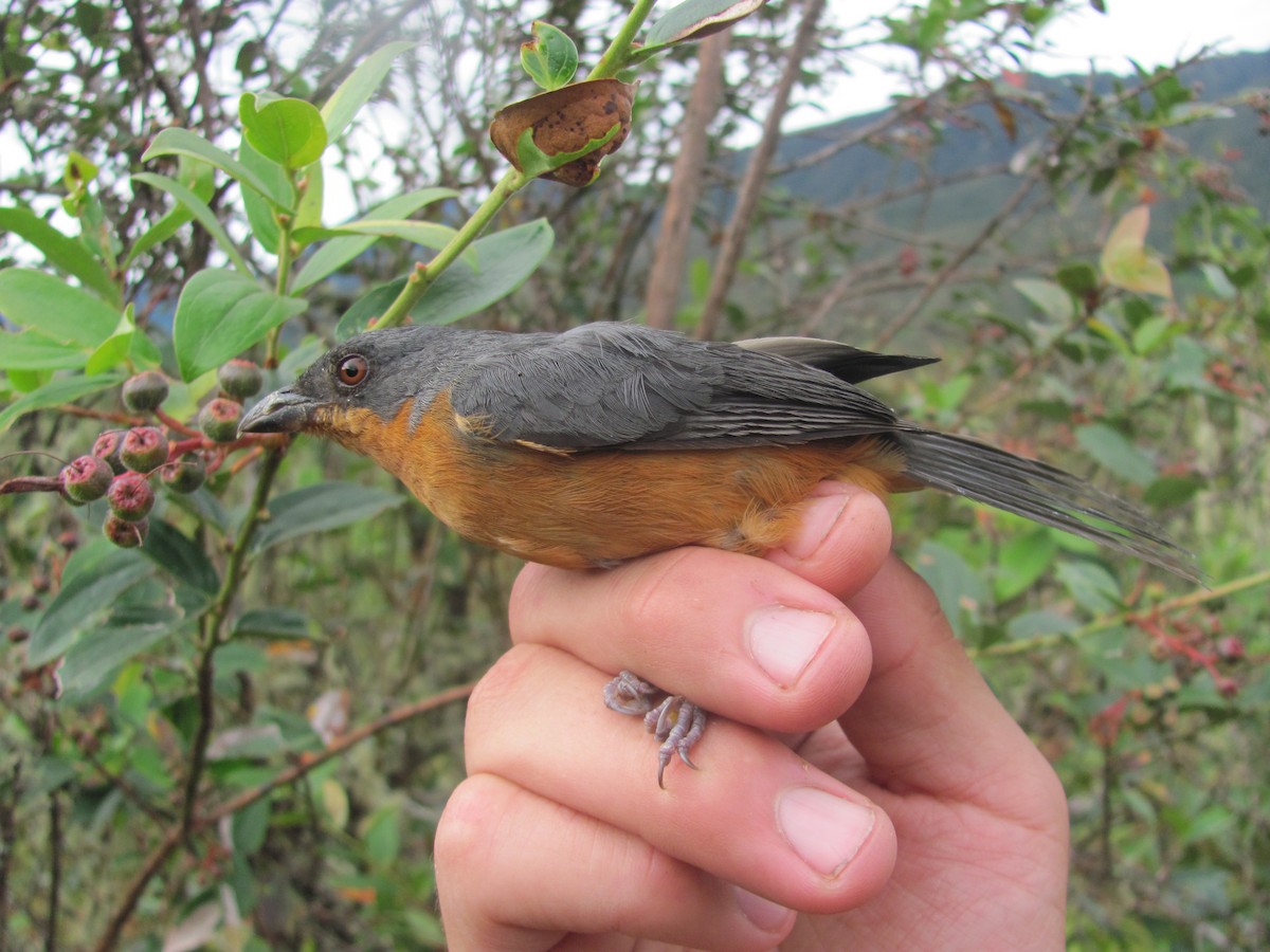 Rufous-crested Tanager - ML107132701