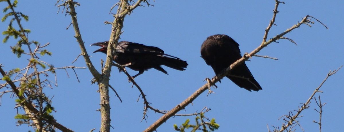 Common Raven - Micky Komara