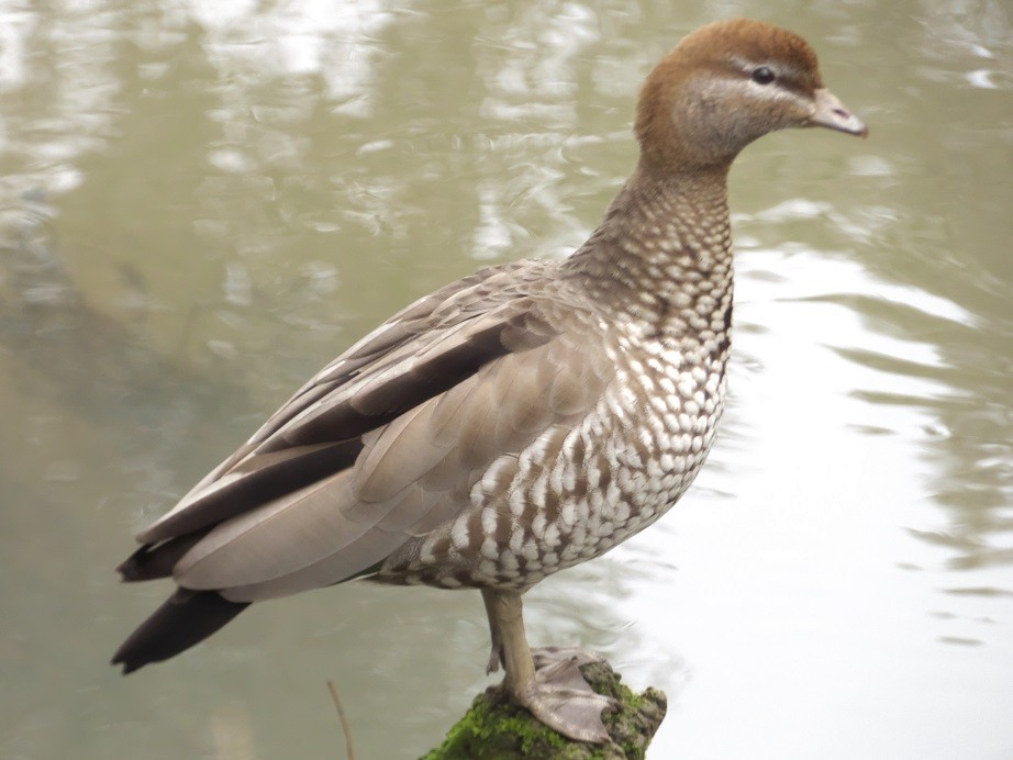 Maned Duck - Alfons  Lawen