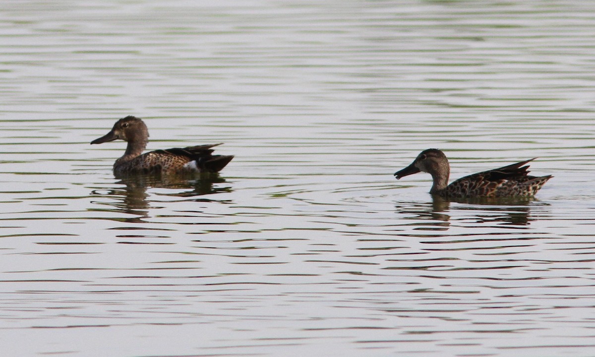 Blue-winged Teal - ML107141281
