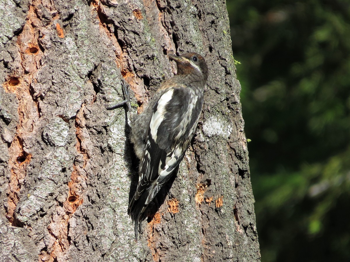 Red-breasted Sapsucker - ML107141731