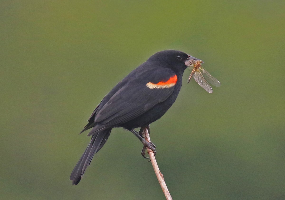 Red-winged Blackbird - ML107142421