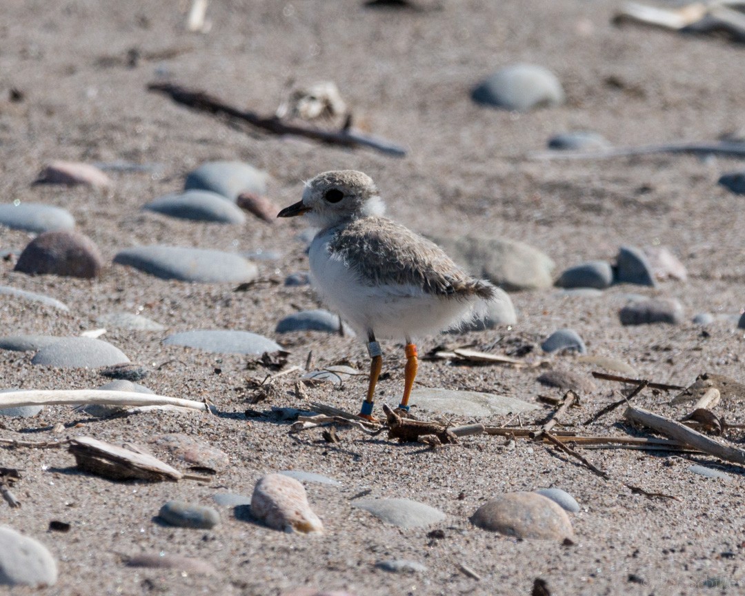 Piping Plover - ML107142881