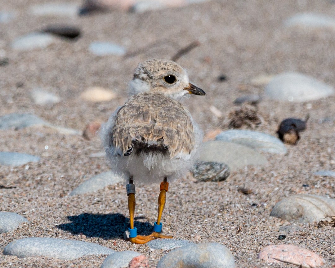 Piping Plover - ML107142891