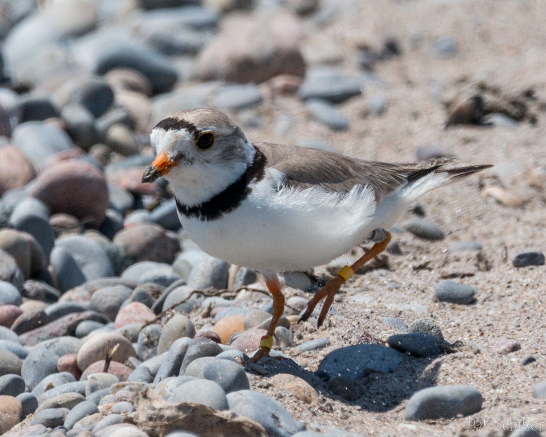 Piping Plover - ML107142901