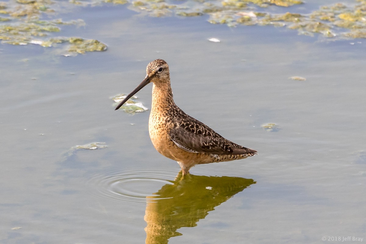 Long-billed Dowitcher - Jeff Bray