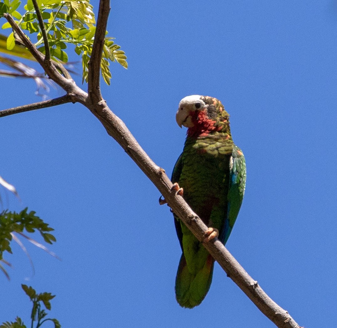 Cuban Parrot (Cuban) - Mel Senac