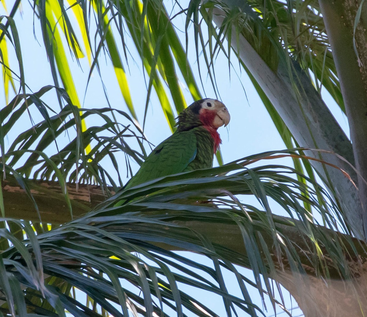 Cuban Parrot (Cuban) - Mel Senac