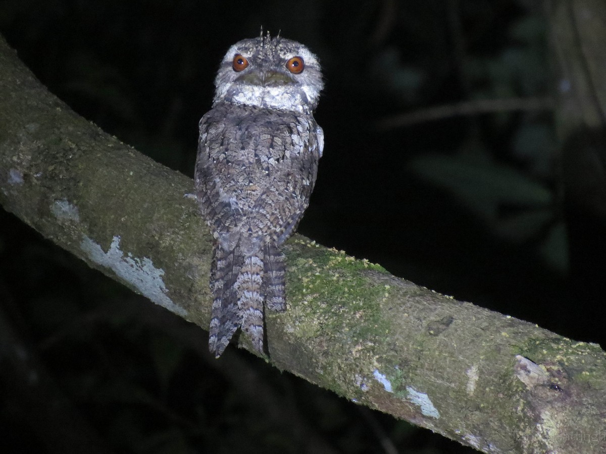 Marbled Frogmouth - ML107147061