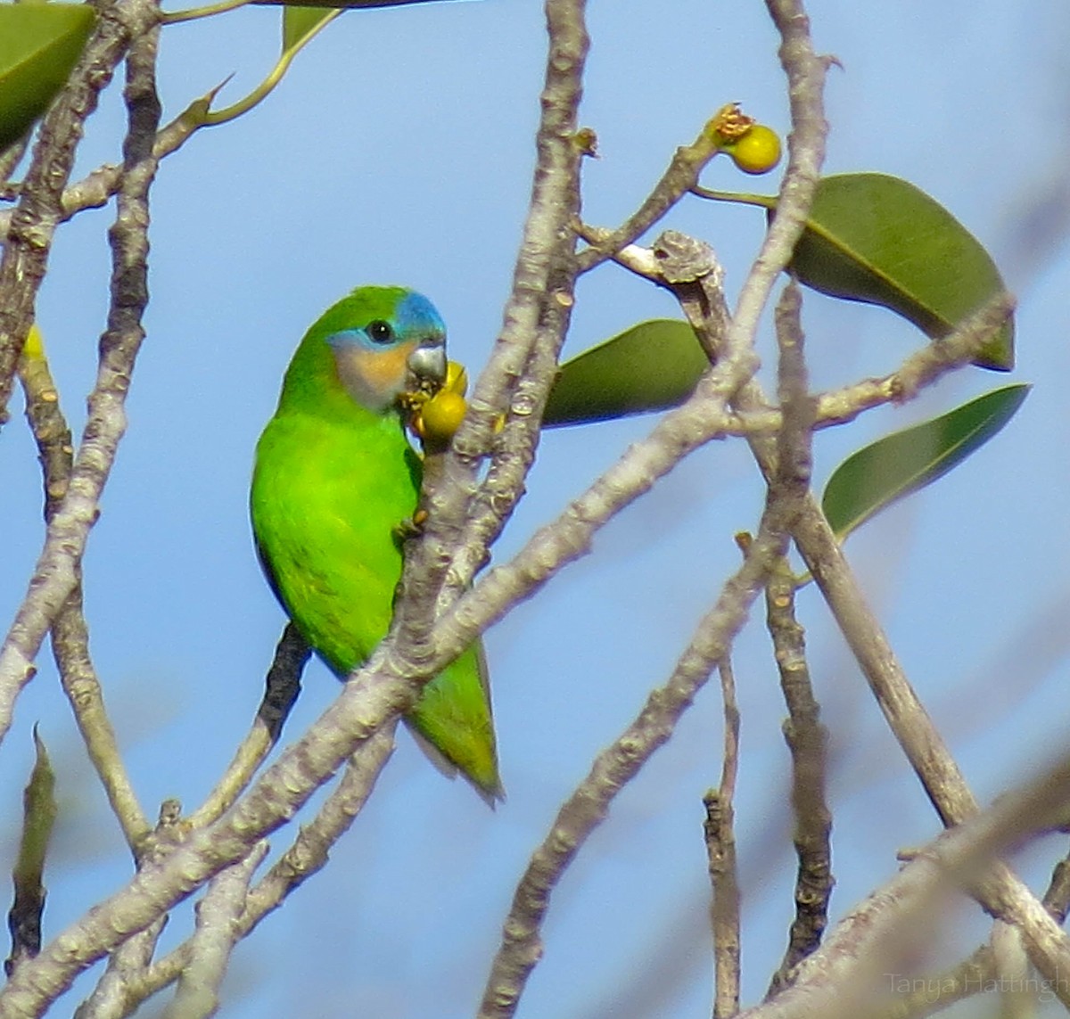 Double-eyed Fig-Parrot - ML107147161