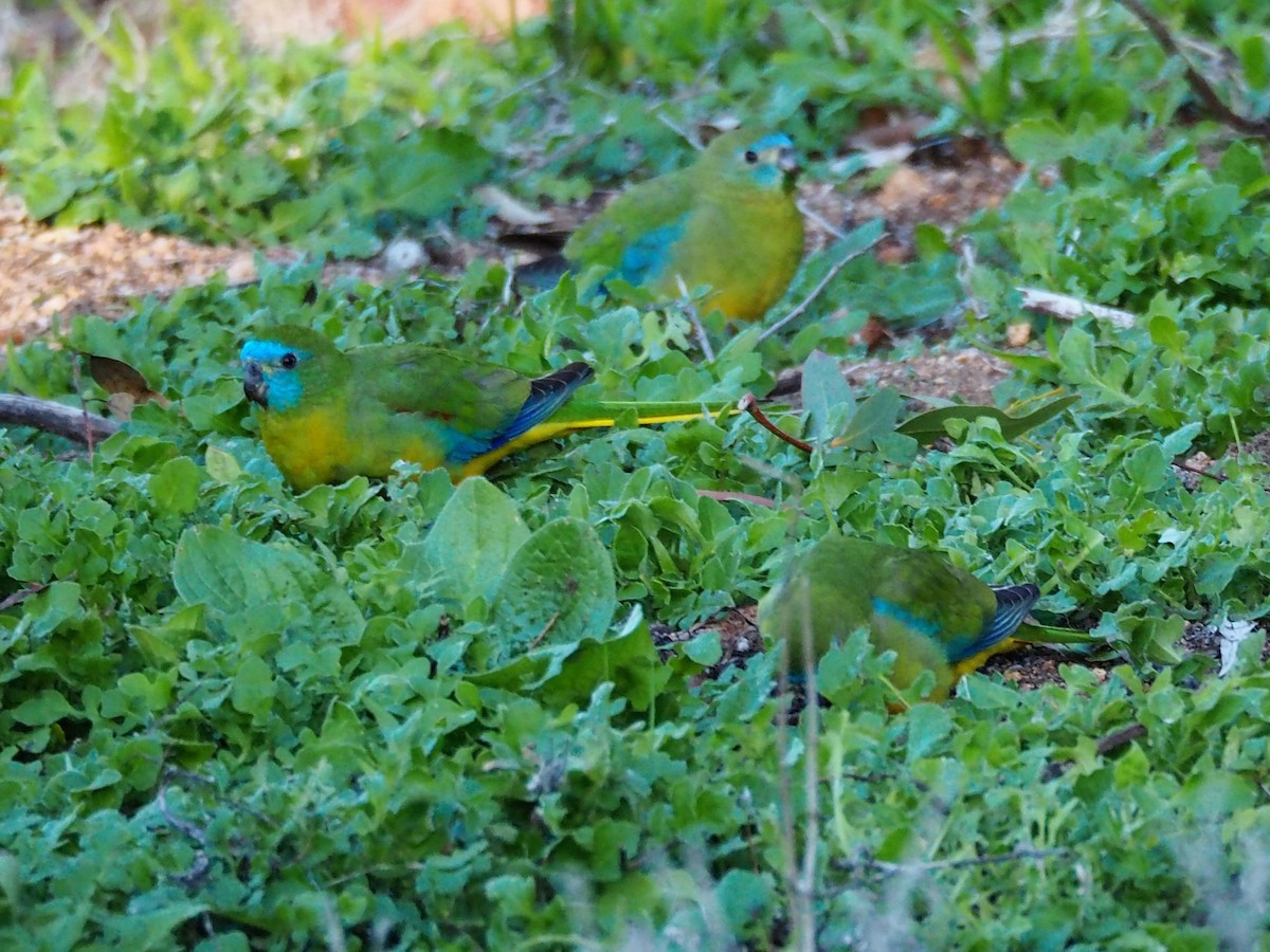 Turquoise Parrot - Deb Oliver