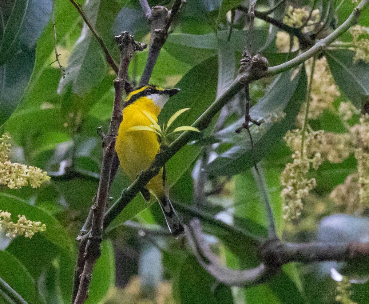 Yellow-breasted Boatbill - ML107148621